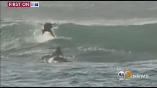 Surfer Delighted After Dolphin Causes Wipeout