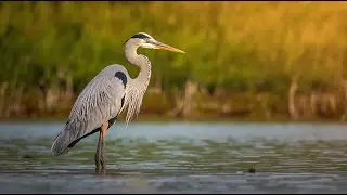 “Heron: The Silent Hunter of the Wetlands | Grace, Patience & Power”