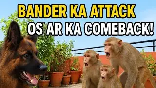GERMAN SHEPHERD VS MONKEYS GANG WAR