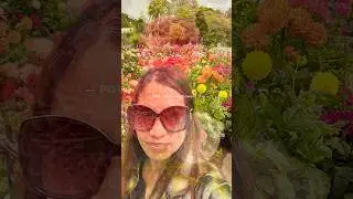 Dahlia flowers # viral video #short video