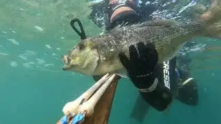 Spearfishing Greece 2024 Sie kommen im seichten Wasser heraus  Zahnbrasse &psi;&alpha;&rho;&omicron;&nu;&tau;&omicron;&upsilon;&phi;&epsilon;&kappa;&omicron; &rho;&eta;&chi;ά-&rho;&eta;&chi;ά
