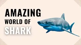 STEAM Science- Shark｜Th&eacute;o edu.