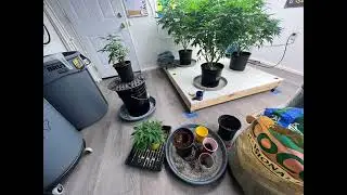 Coco cannabis grow. Transplant day.