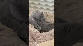 #cat #catshorts #funny #catstory #cutecat #cute #pets #shortvideo #funnycats #shortviral #kitten