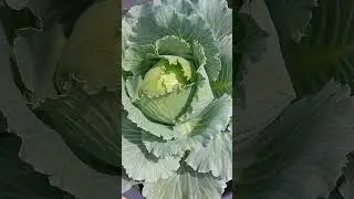 #cabbage #crope ##nature #green
