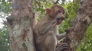 Sweet pea JR cute baby monkey eating Lognan