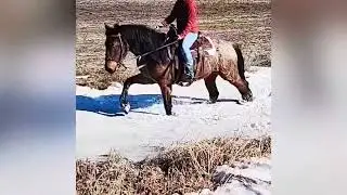 Hercules 4 year old Draft Cross (Percheron x QH)