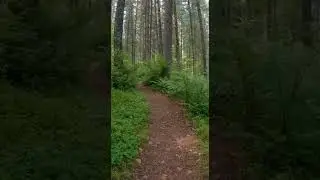 Bear Blocks My Path