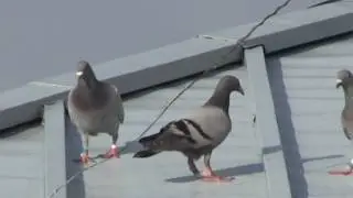 レース鳩12羽好天下舎外280714