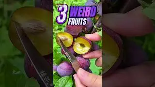 Discover FRUITS You Never Knew Existed!
