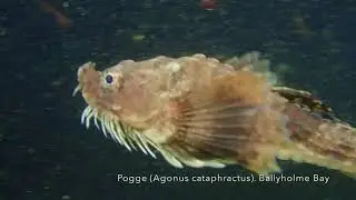 Pogge (Agonus cataphractus) at Ballyholme Bay 28th October 2017