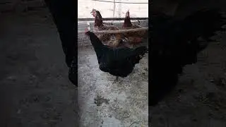 Tip about chicken water #animal #pet #farm