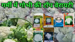 गोभी की खेती garmi me gobhi ke kheti happy 1522 ss10 treaser 6099 damini 1400 super sigra cauliflowe