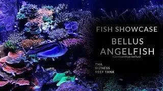 Tha Fish Spotlight - Bellus Angelfish