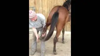 Lily Training Hufe