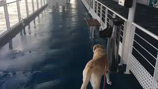 The dog walking area Brittany ferry&rsquo;s
