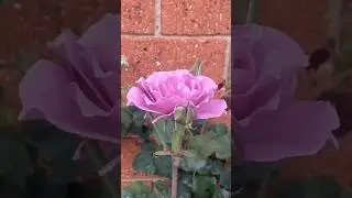 Rose time lapse bloom #nature #garden Angel face
