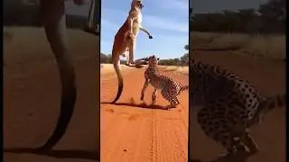 Kangaroo fights Leopard in wild showdown:Who survives epic battle?कंगारू बनाम तेंदुआ का भयंकर संघर्ष