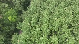 Lestari Alamku - Lestari Hutanku