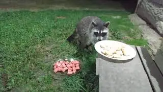 Feeding Wild Raccoon 🦝