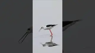 Black-winged stilt sound #birds #wildlife #nature