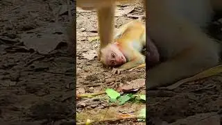 Million sad for baby Leo, Mommy dragged him on the ground #monkey #babymonkey #monkeys #monkeylove