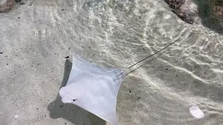 Stingray Exhibit During Trip to AZ Aquarium