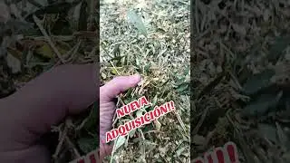 NUEVA BIOTRITURADORA #SAKAWA