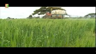 Smart Farm: Wheat Farming in Narok County