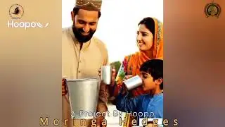 Moringa Hedges | Combating Malnutrition & Water Insecurity in Sindh, Pakistan