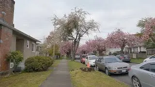 Beautiful Vancouver BC Canada - South Van's Cherry Blossoms - Short Sample
