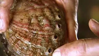 Sustainable Seafood: Abalone Farming In Monterey