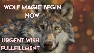 Urgent wish fulfilment ❤ Magical switchword 🌟 wolf magic begin now ##wolf #tarot #youtubevideo