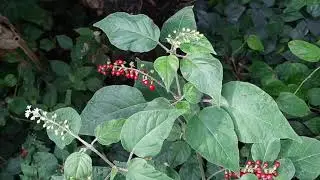 Bloodberry juice really looks like blood (Rivina humilis) - coral berry, rouge plant