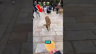 Diese Rehe verbeugen sich um sich zu bedanken😊
