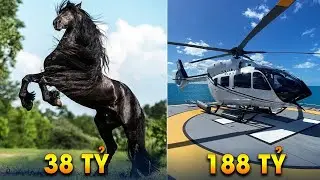 [Bản Full] Những Vật Phẩm Giá Siêu Đắt Mà Giới Siêu Giàu Sở Hữu | Giới Thượng Lưu