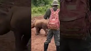 Baby Rhino play charging his protector