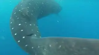 That time I touched a Whale Shark!