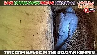 🔴 LIVE Stock Dove Nest Box Cam - Wechelderzande (Belgium)