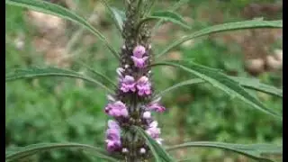 Herbier Num&eacute;rique Marijuanilla  ( Leonurus sibiricus )