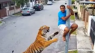 When Wild Animals Get Way Too Close 😱