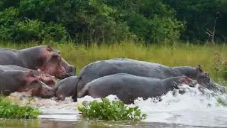 Uganda Wildlife Montage Video