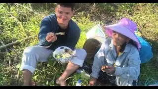 Process of Harvesting Sesame seeds 