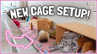 Setting up the Guinea Pig's DIY Cage (5 Piggies!) 🐹