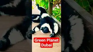 Sleepy Lemur 😍 Adorable Moment at Dubai Green Planet #shorts