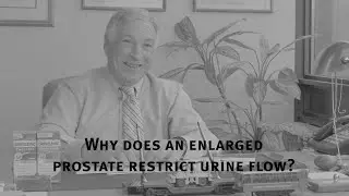 Why does an enlarged prostate restrict urine flow?