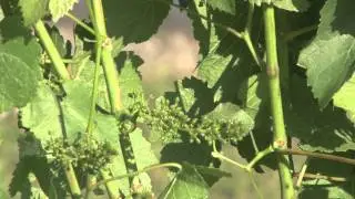 Boutique Winery to Visit in the Napa Valley, Red Wines