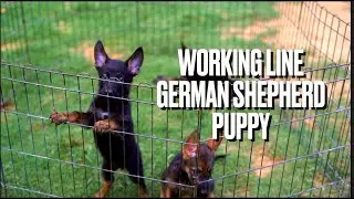 The Working Line German Shepherd Puppy | POWER HOUSE PUPPYS | #2025