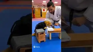 karate cat