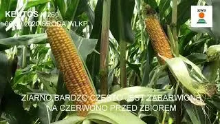 KWS porada: KENTOS na kiszonkę